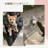 お客様の愛犬さんとご対面♡できました!「お店の前でバッタリ♡」