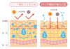 乾燥肌「肌の乾燥対策は保湿クリームだけではありません！皮膚科からのアドバイス」
