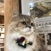 クリスマス限定のかわいい猫ちゃん【宮崎ナナイロ(メガドンキ)にある猫カフェ・漫画・ドリンクバー・ワークプレイス】