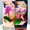 期間限定！新春胡蝶蘭✿✨