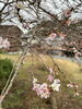 「〜冬桜〜🌸」