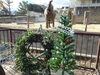 「アフリカゾウへクリスマスリースをプレゼントします！」