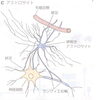 アストロサイト「神経細胞の脳の可塑性を結ぶ物」
