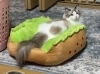 沢田家の吉兆(きっちょ)君「猫ちゃん専用ホテル【札幌市北区 上篠路 キャットビヤード】」