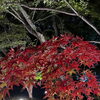 長岡天満宮の花灯路
