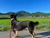 小松の奥地にたたずむ犬「小松の奥のほう、知っていますか?」