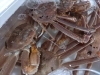 かにかにかに「冬のカニは美味しいよ～」