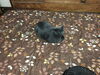 我が家のサクです。足に怪我をしています。「今日は群馬-高崎で探偵です。浮気調査です。創業平成7年、信頼と地元に根付いた、調査の青葉グループ、群馬高崎　前橋。」