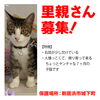 「【新居浜市城下町】里親募集情報のお知らせ！」