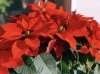 「クリスマスにはポインセチア🌸ギフトやご自宅にも【越前市/花屋/生花/プレゼント/ふるーれ・T】」