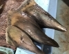 「魚魚市場鮮魚コーナーおすすめは「タイラギ」です♪」