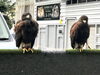 「鳩、ムクドリ追い払い」
