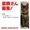 「【新居浜市城下町】里親募集情報のお知らせ！」