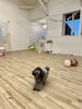 フリスビー🥏飛んで来たよ〜「ましゅまろ幼稚園🐾パート2」