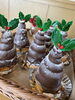 「クリスマスツリー」
