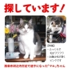 「迷い猫を探しています【西条市河之内】」