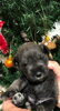 ミニチュアシュナウザー子犬「ミニチュアシュナウザー＆シーズー子犬」