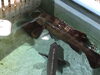 「魚魚市場鮮魚コーナーおすすめは「クエ」です♪」