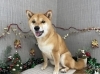 「本日のお客さま♥️豆柴【大分市中戸次／ドッグサロン／トリミング】」