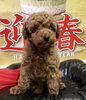 プードル子犬「新年もよろしくお願い致します」
