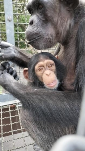 最近のスカイ「チンパンジーのスカイがもうすぐ１歳になります！」