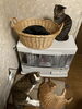 猫スタッフ休憩中「年内休まず営業します」