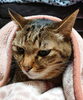 布団から出たくない人(ネコ)がここにも「まだ間に合います！連休中にむくみ予防するコツ☆」