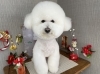 「本日のお客さま♥️ビションフリーゼ【大分市中戸次／ドッグサロン／トリミング】」