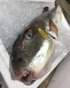 「魚魚市場鮮魚コーナーおすすめは「カナトフグ」です♪」