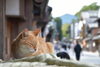 「【キッチンプルート☆次回の営業日は 1月4日（木） です】年末年始は余談でお楽しみください◆伊勢神宮のお話」