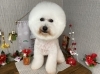「本日のお客さま♥️ビションフリーゼ【大分市中戸次／ドッグサロン／トリミング】」