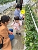 「園外活動🍓いちご狩り🍓」