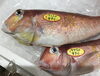 「魚魚市場鮮魚コーナーおすすめは「マグロ」です！」