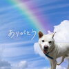 「愛犬『ペロ』虹の彼方へ🌈斐川町　仏壇」