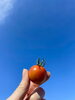 「本年も大変お世話になりました🍅✨」