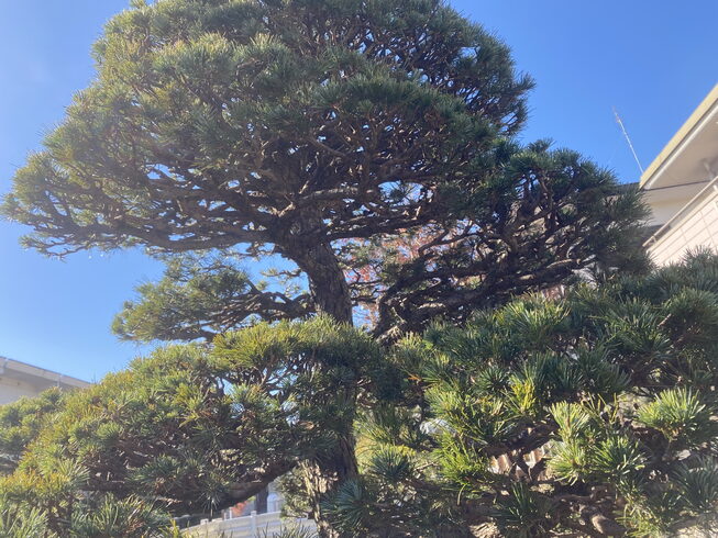 2023年お手入れゴヨウマツ「年末年始のご挨拶」