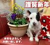 「新年明けましておめでとうございます。」