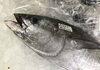 「魚魚市場鮮魚コーナーおすすめは「キハダマグロ」です♪」