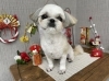 「本日のお客さま♥️シーズー【大分市中戸次／ドッグサロン／トリミング】」