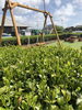 お茶畑の中にブランコ^o^「お茶畑の中でブランコが楽しめます^o^」
