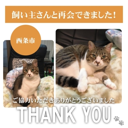 「【無事再会！】西条市喜多川で迷子になった猫のかぶちゃん。飼い主さんと再会できました！」
