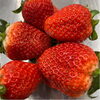 「粒の大きないちご入荷しました🍓」