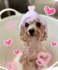 ピンクパック中💕Ａきなこちゃん「ピンクパック中〜💕」