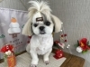 「本日のお客さま♥️シーズー【大分市中戸次／ドッグサロン／トリミング】」