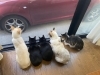 外猫のチャムを呼んでるぅ。ほっこりするわ。「今　貴方に必要なメッセージ」