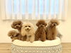 Ｓきぃ♡つぐお♡おとめ♡くま♡サラン「ましゅまろ幼稚園🐾」