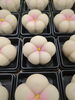 「上生菓子のご注文」
