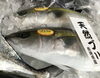 「魚魚市場鮮魚コーナーおすすめは「天然ぶり」です♪」