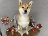 「本日のお客さま♥️柴犬【大分市中戸次／ドッグサロン／トリミング】」