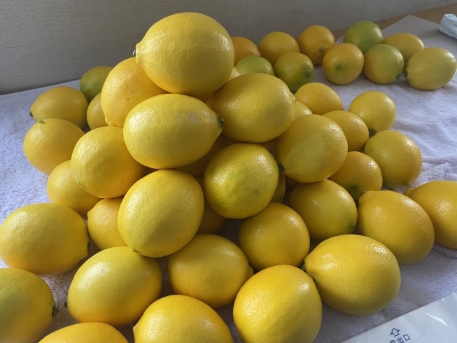 マイヤーレモン最盛期！「12月のE-レモンの様子！」